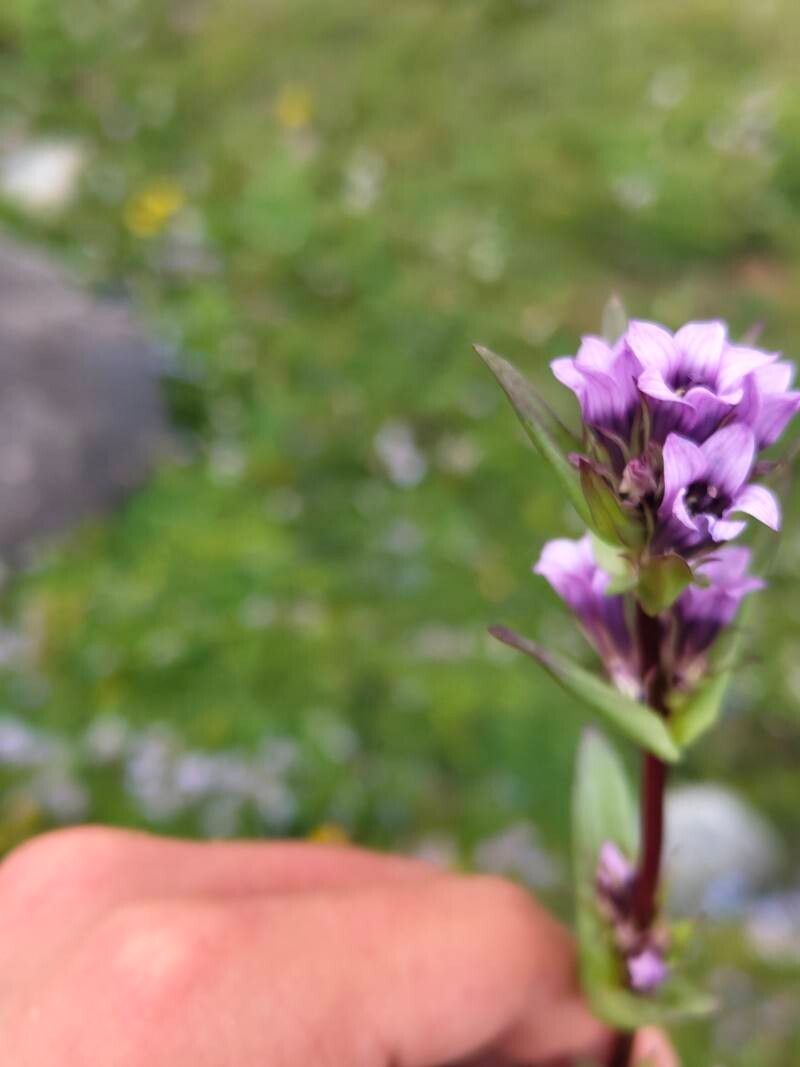 Gentianella turkestanorum flower
