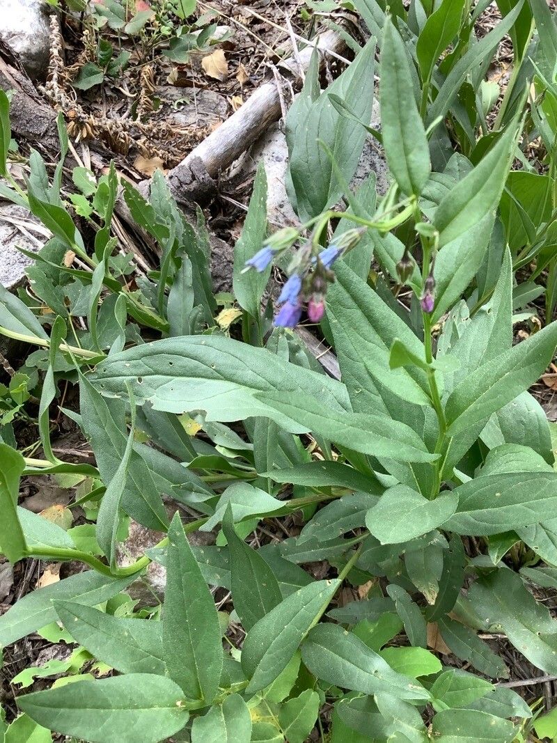 Mertensia ciliata — related species from the same genus