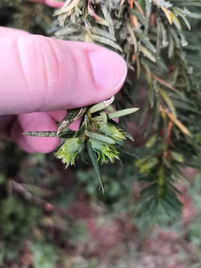 Taxus brevifolia flower