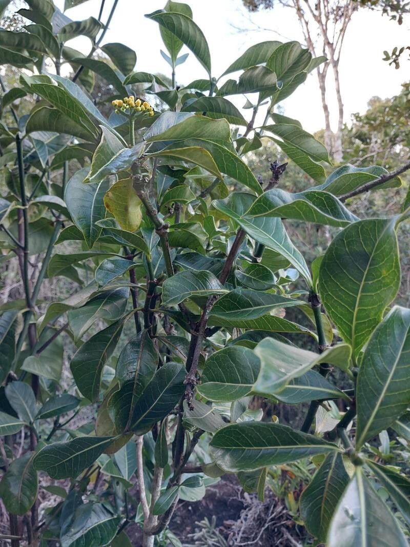 Psychotria megalocarpa other