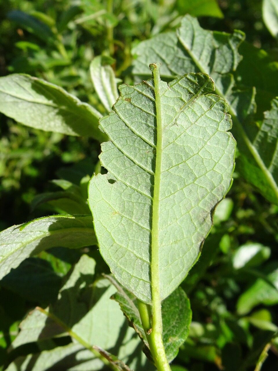 Salix laggeri leaf