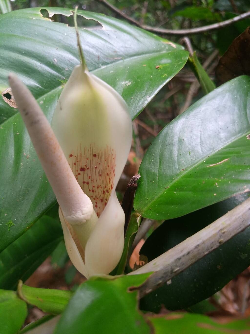Philodendron rudgeanum flower