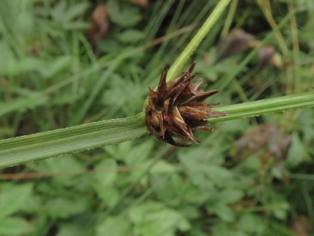 Carex disticha — houseplant care guide
