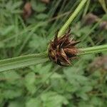 Carex disticha