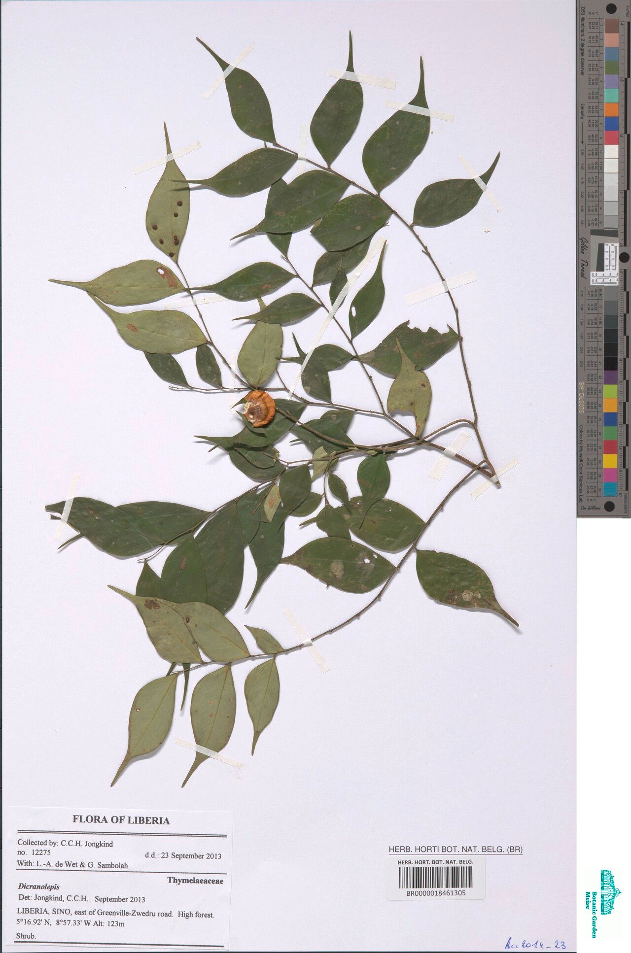 Dicranolepis vestita — houseplant care guide