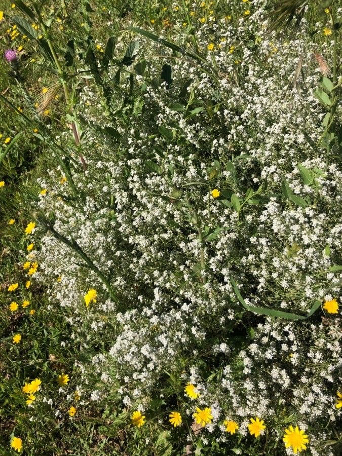 Lepidium subulatum — search result for 'Lepidium'