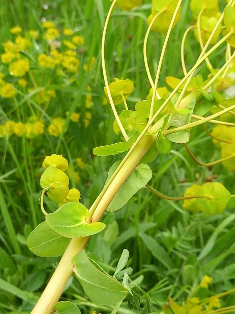 Euphorbia agraria — houseplant care guide
