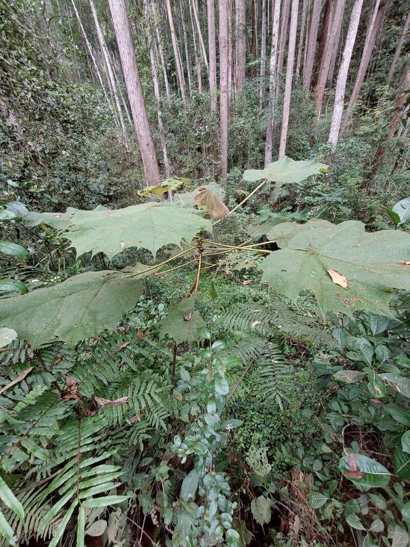Dombeya flabellifolia habit