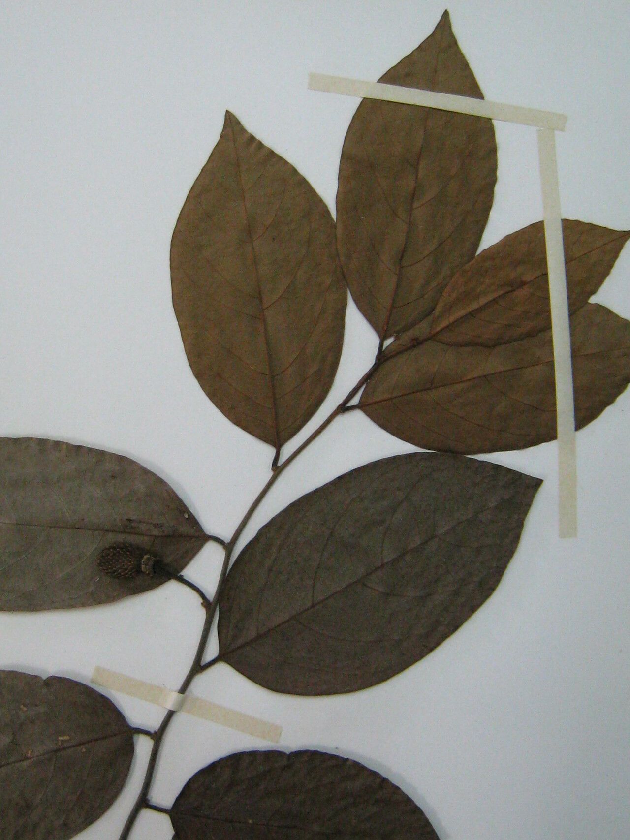 Annona echinata other