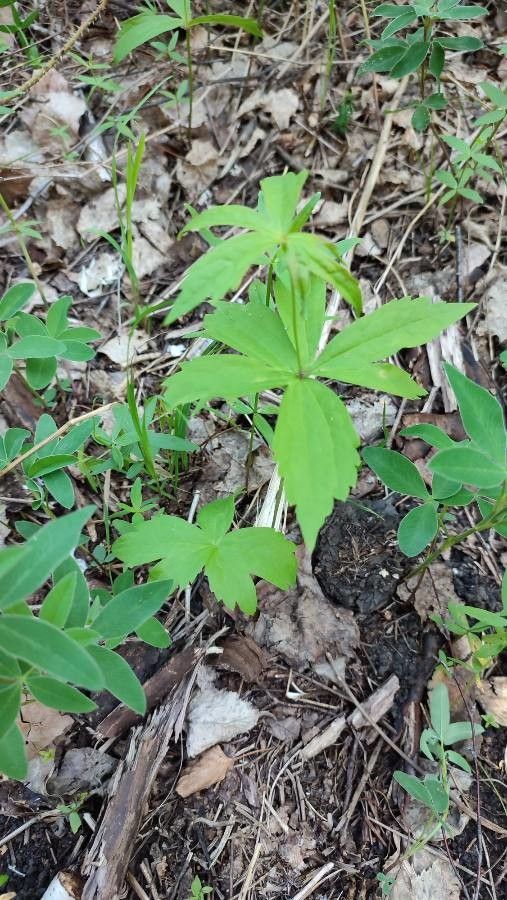 Anemonastrum dichotomum — related species from the same genus