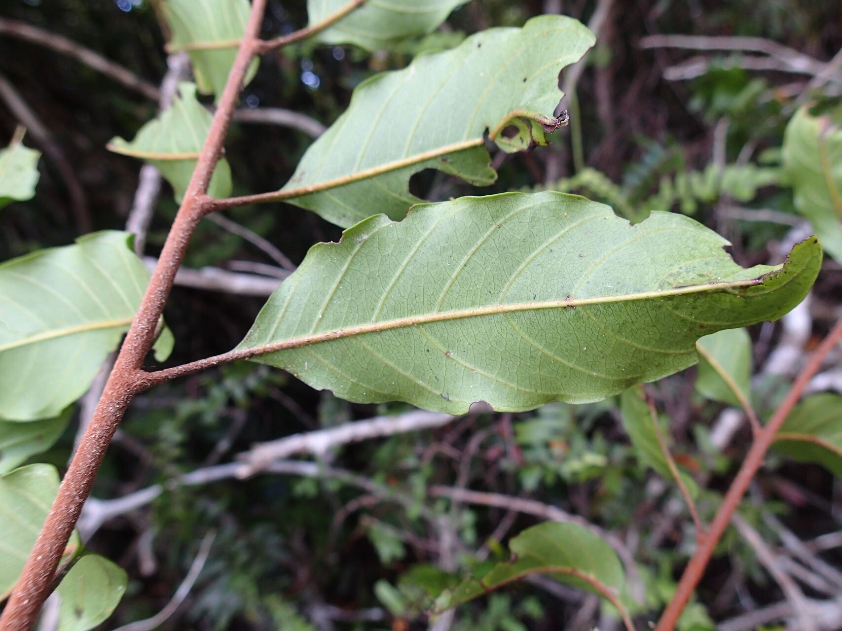 Cupaniopsis azantha — related species from the same genus
