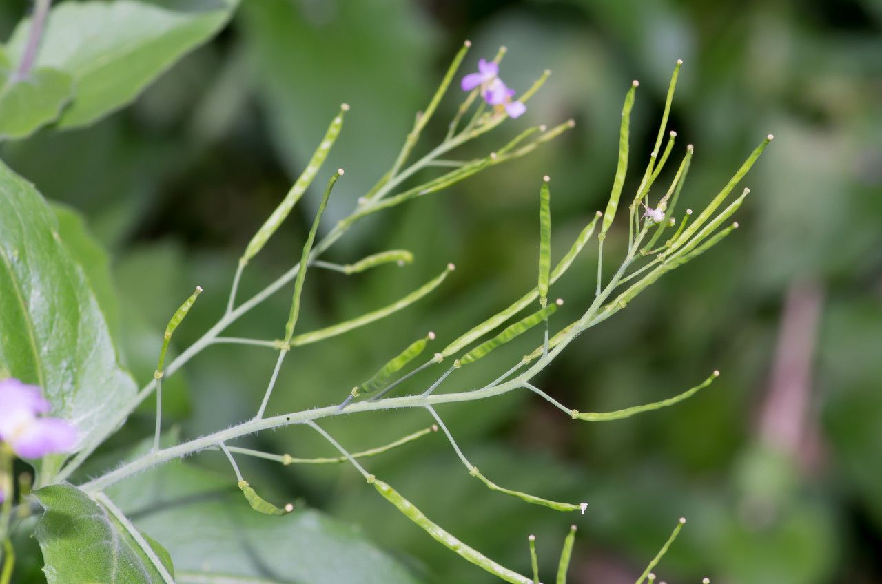 Arabidopsis cebennensis fruit