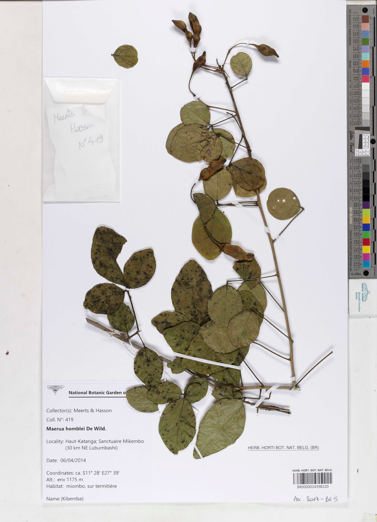 Maerua homblei — search result for 'Maerua'