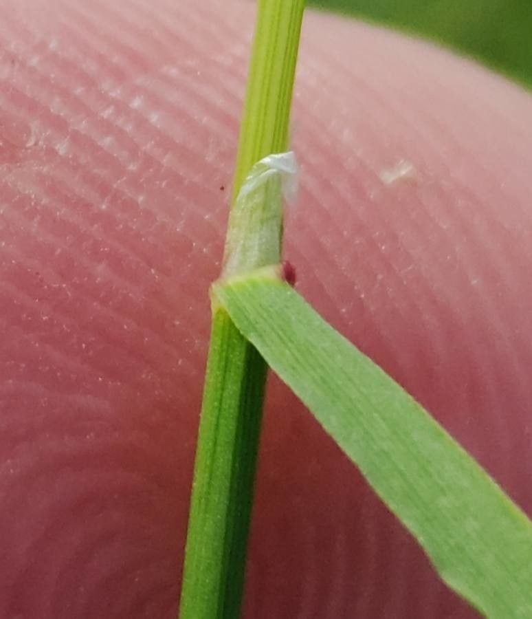Agrostis canina leaf