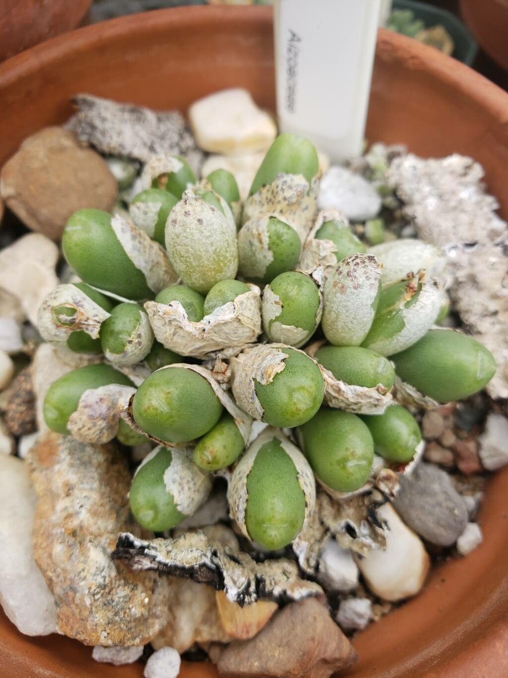 Conophytum bruynsii — houseplant care guide