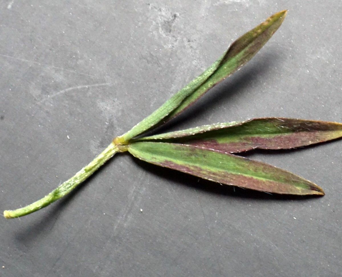 Trifolium infamia-ponertii — search result for 'Trifolium'