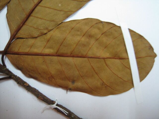 Chrysophyllum prieurii other