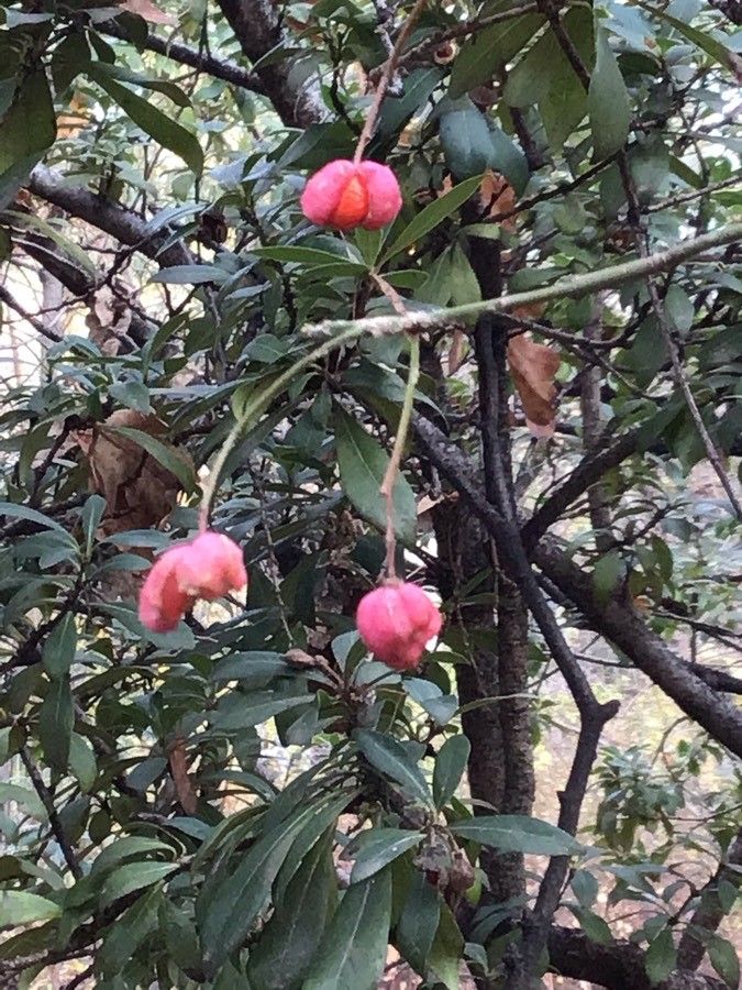 Euonymus oxyphyllus fruit