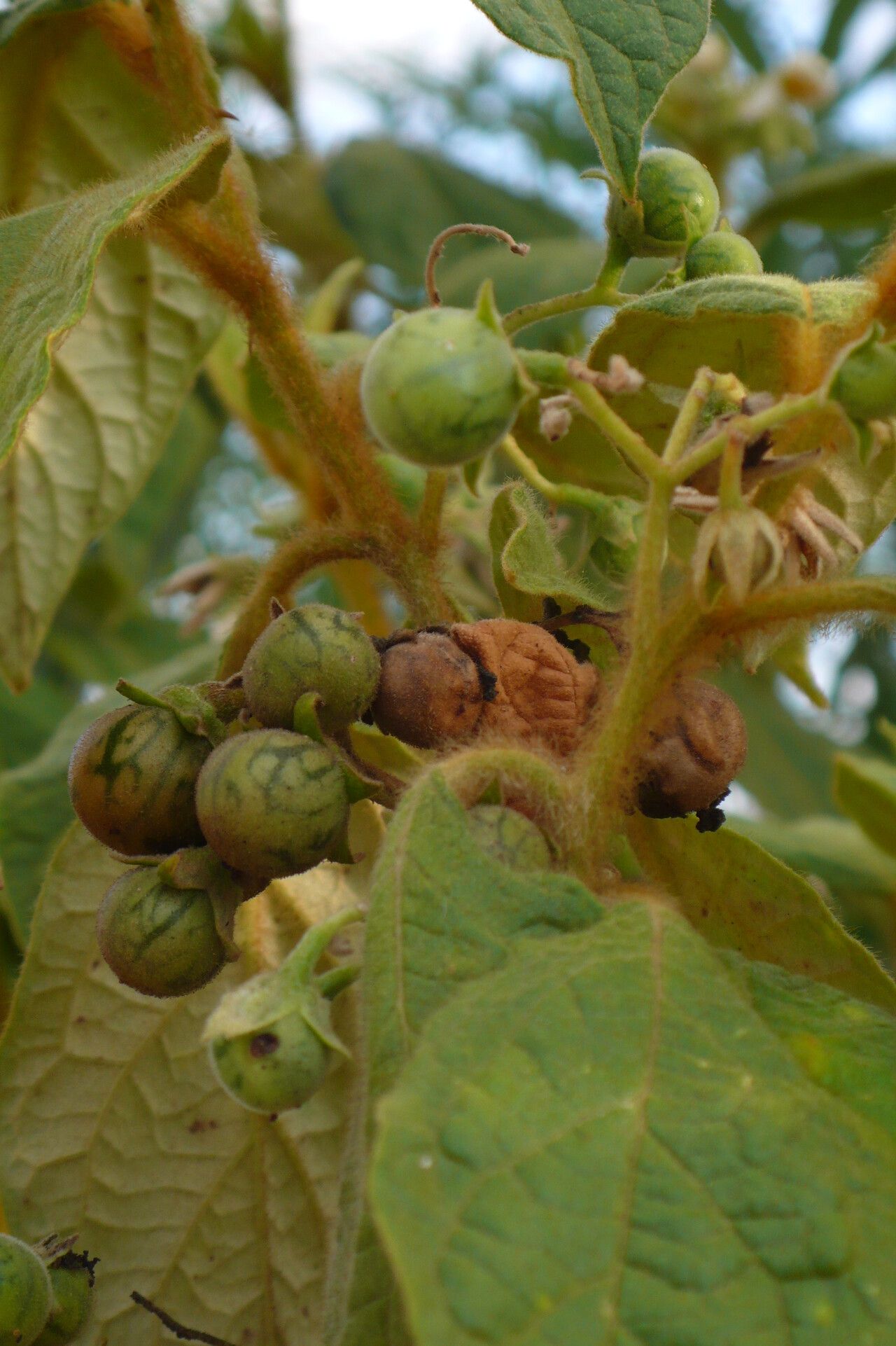 Solanum rhytidoandrum fruit
