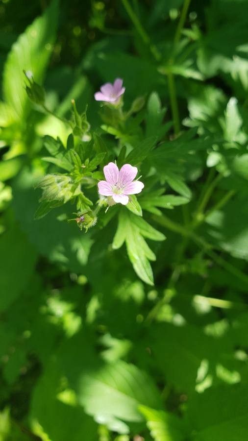 Geranium bicknellii flower