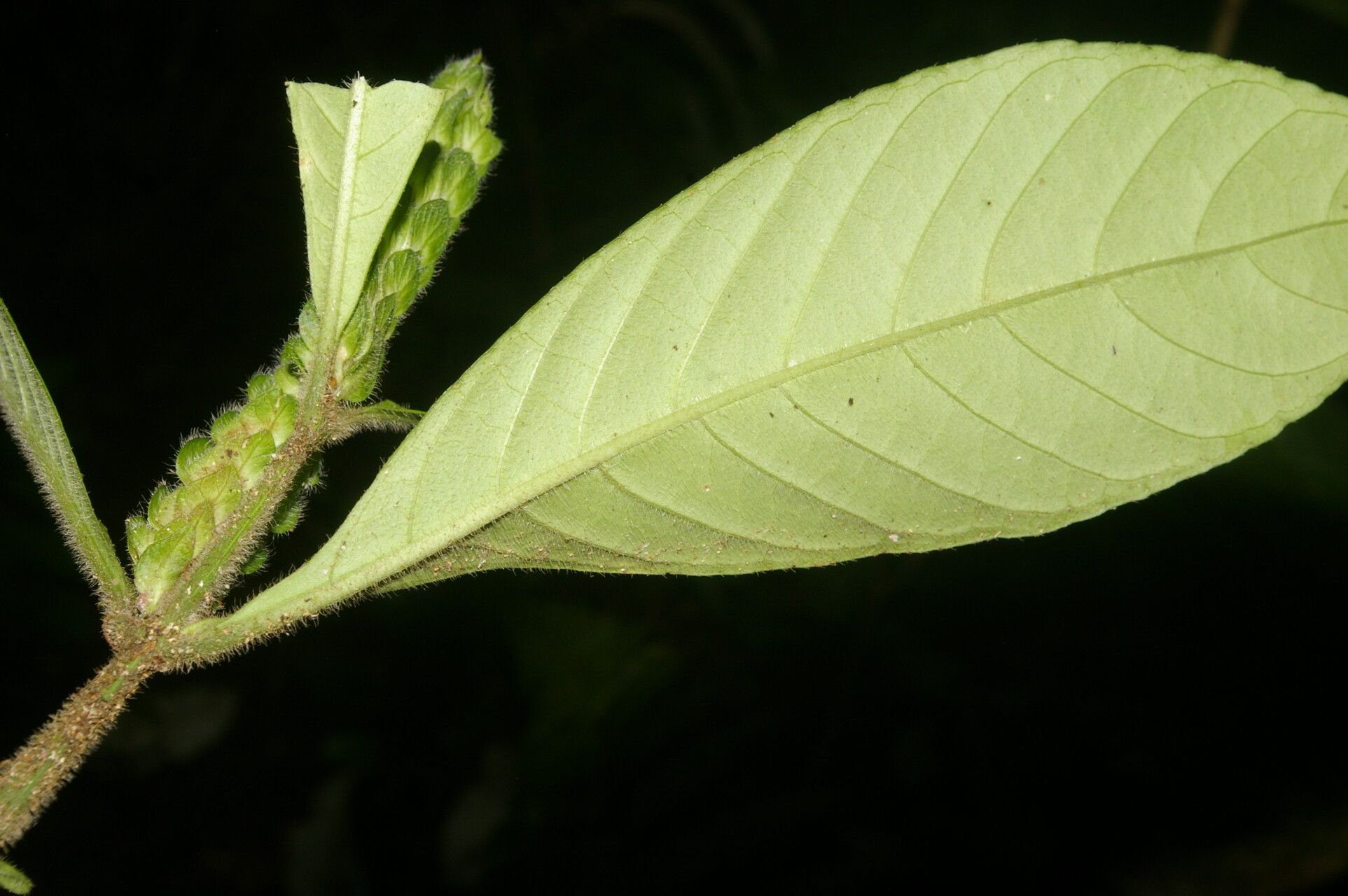 Justicia refractifolia leaf