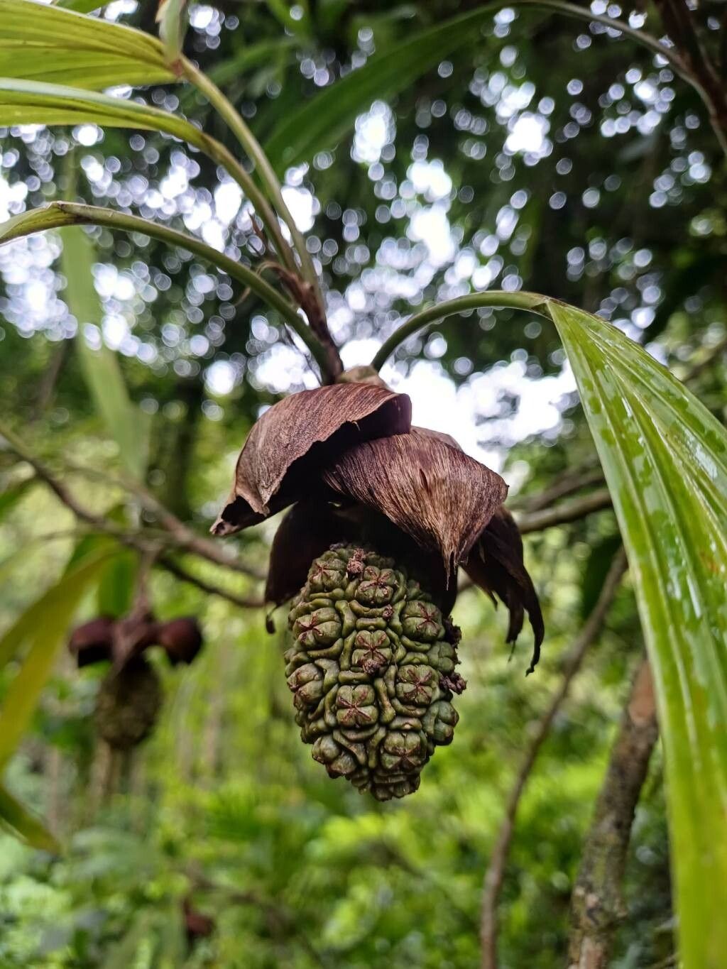 Asplundia microphylla — houseplant care guide