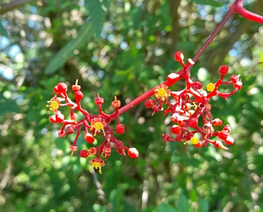 Cissus tweedieana flower
