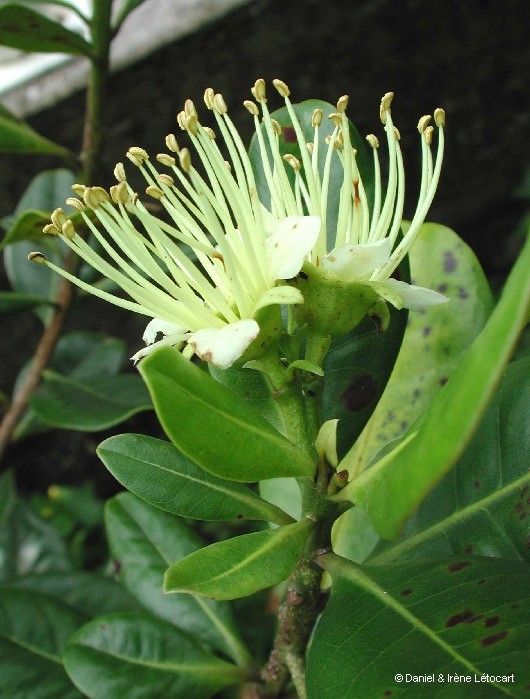 Xanthostemon carlii flower