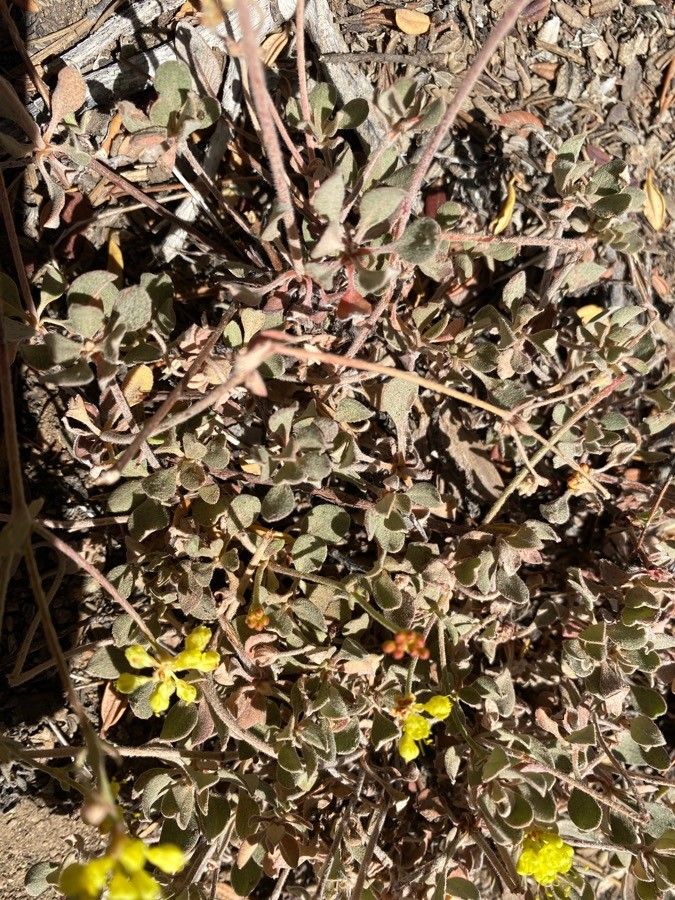 Eriogonum incanum — search result for 'Eriogonum'