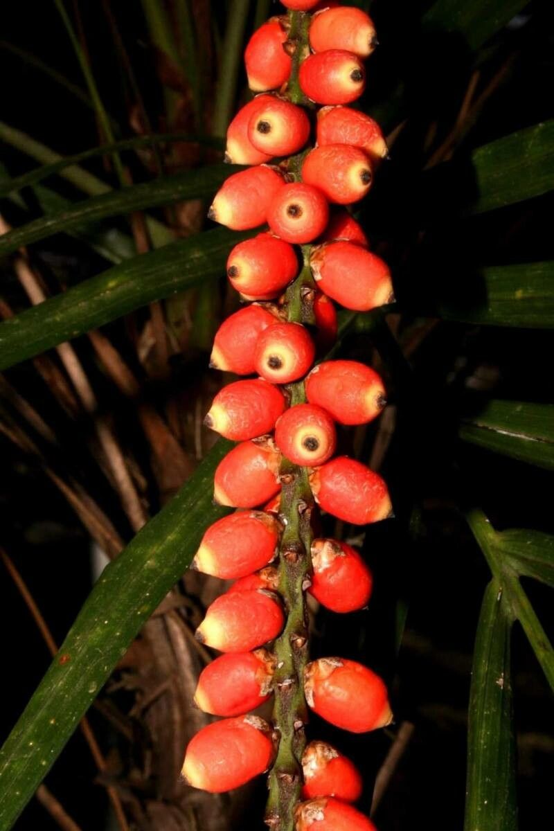 Linospadix monostachyos — houseplant care guide