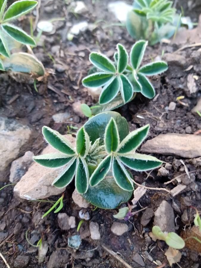 Lupinus texensis — search result for 'Lupinus'