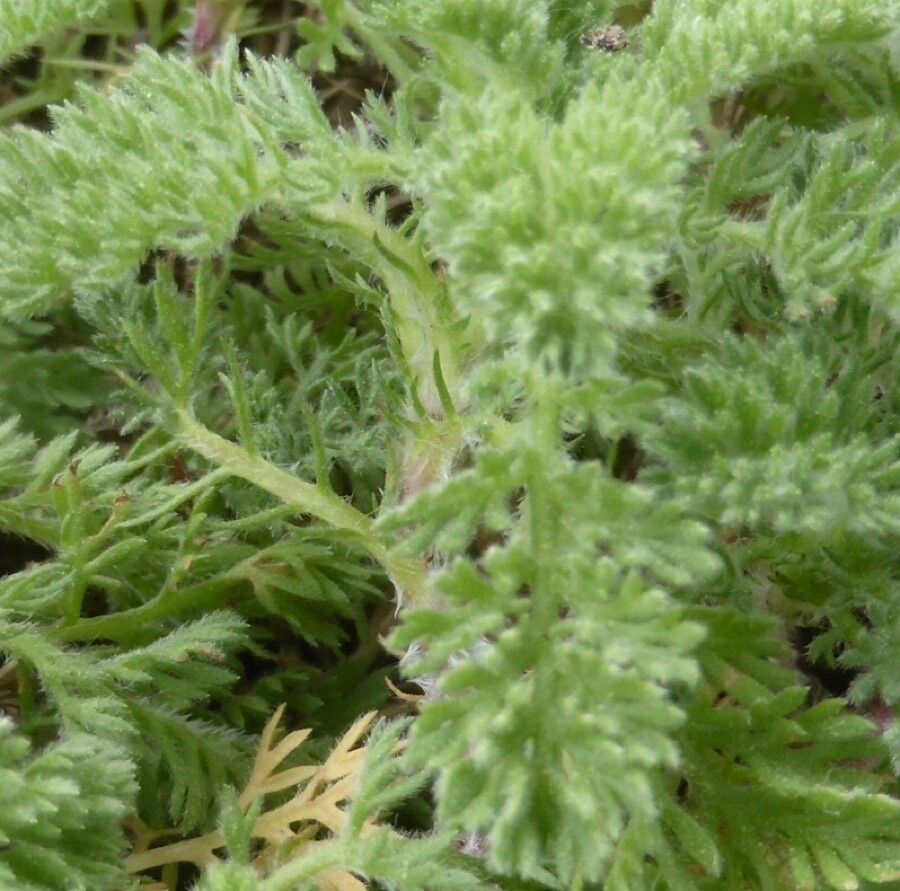 Anacyclus homogamos — related species from the same genus