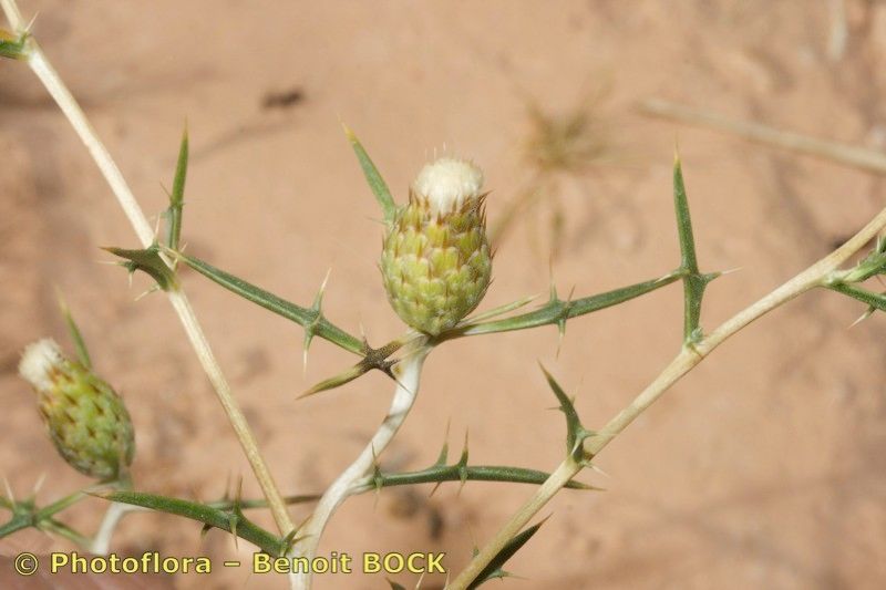 Atractylis serratuloides fruit