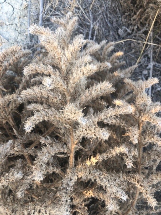 Echium asperrimum fruit