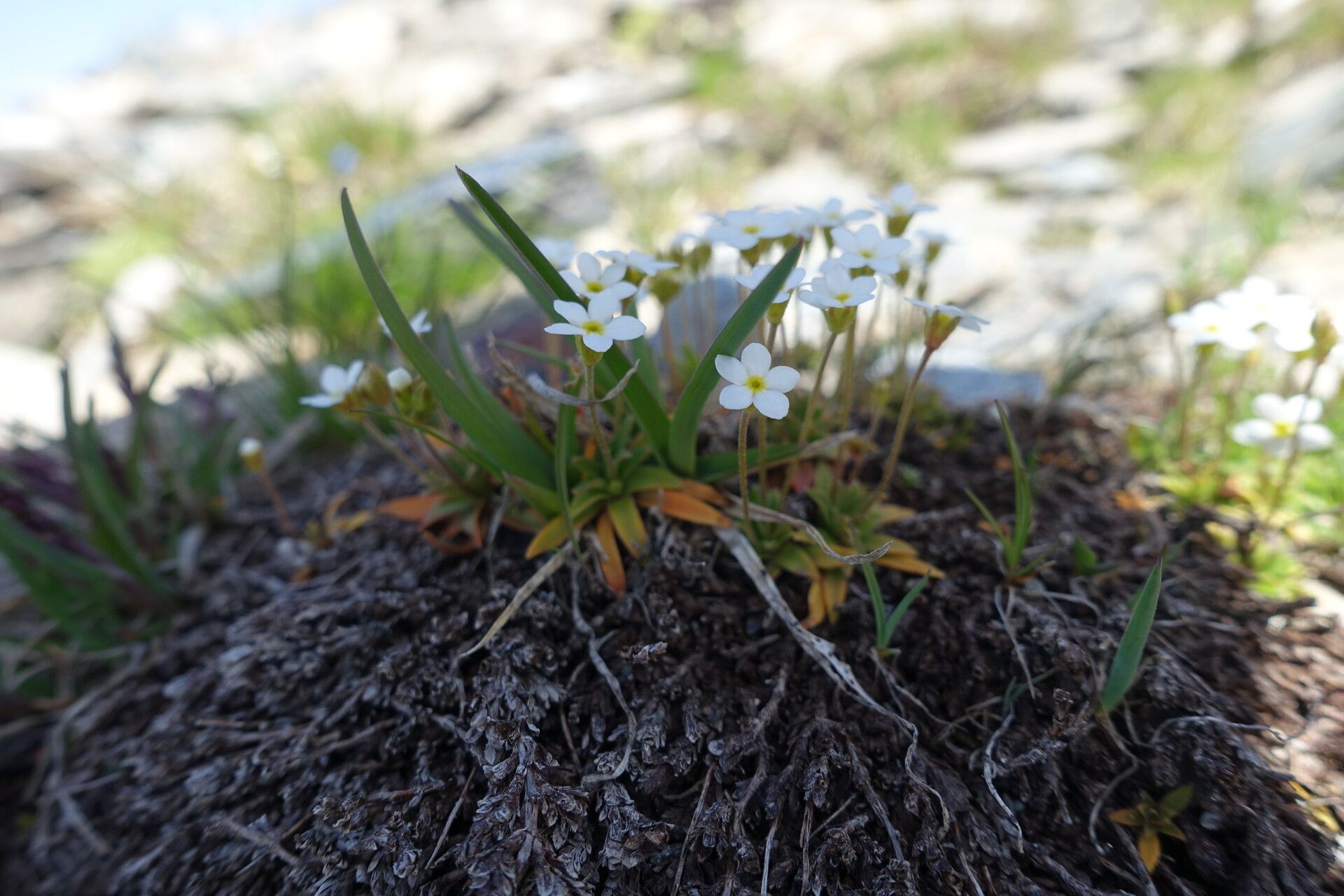 Androsace obtusifolia leaf