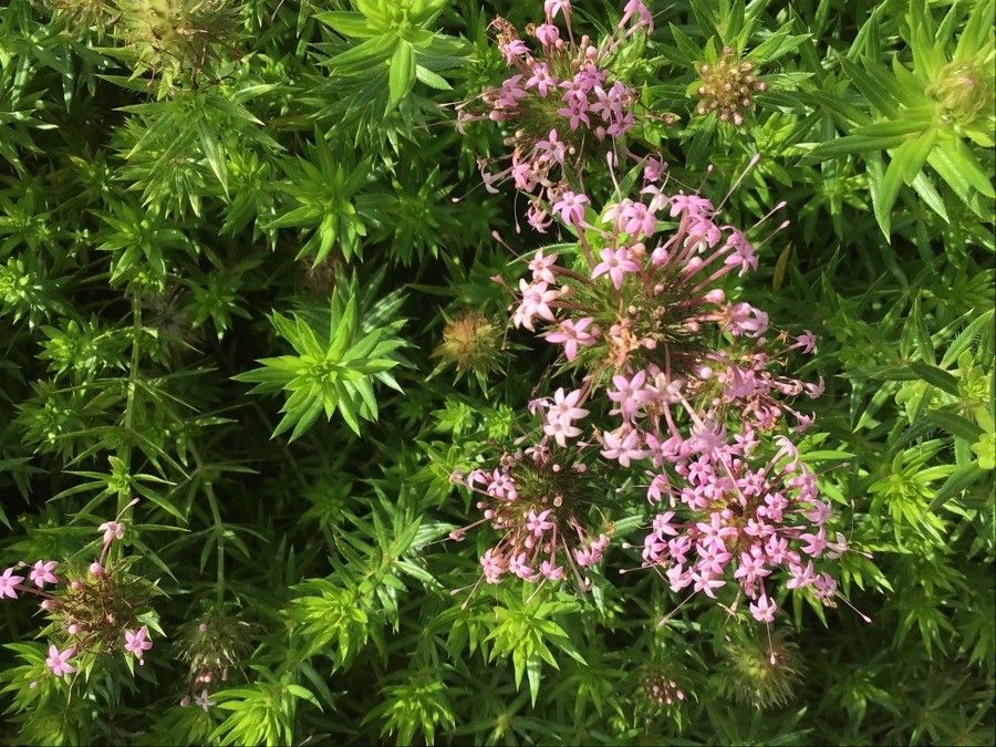 Phuopsis stylosa flower