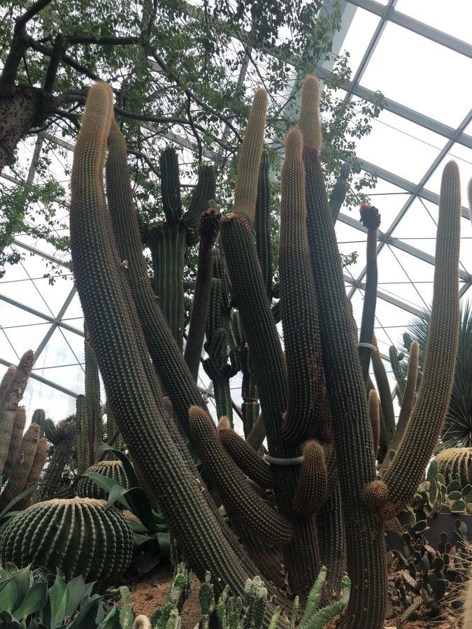 Espostoa guentheri leaf