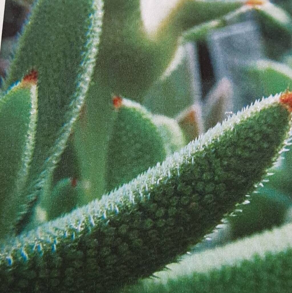 Trichodiadema imitans — houseplant care guide