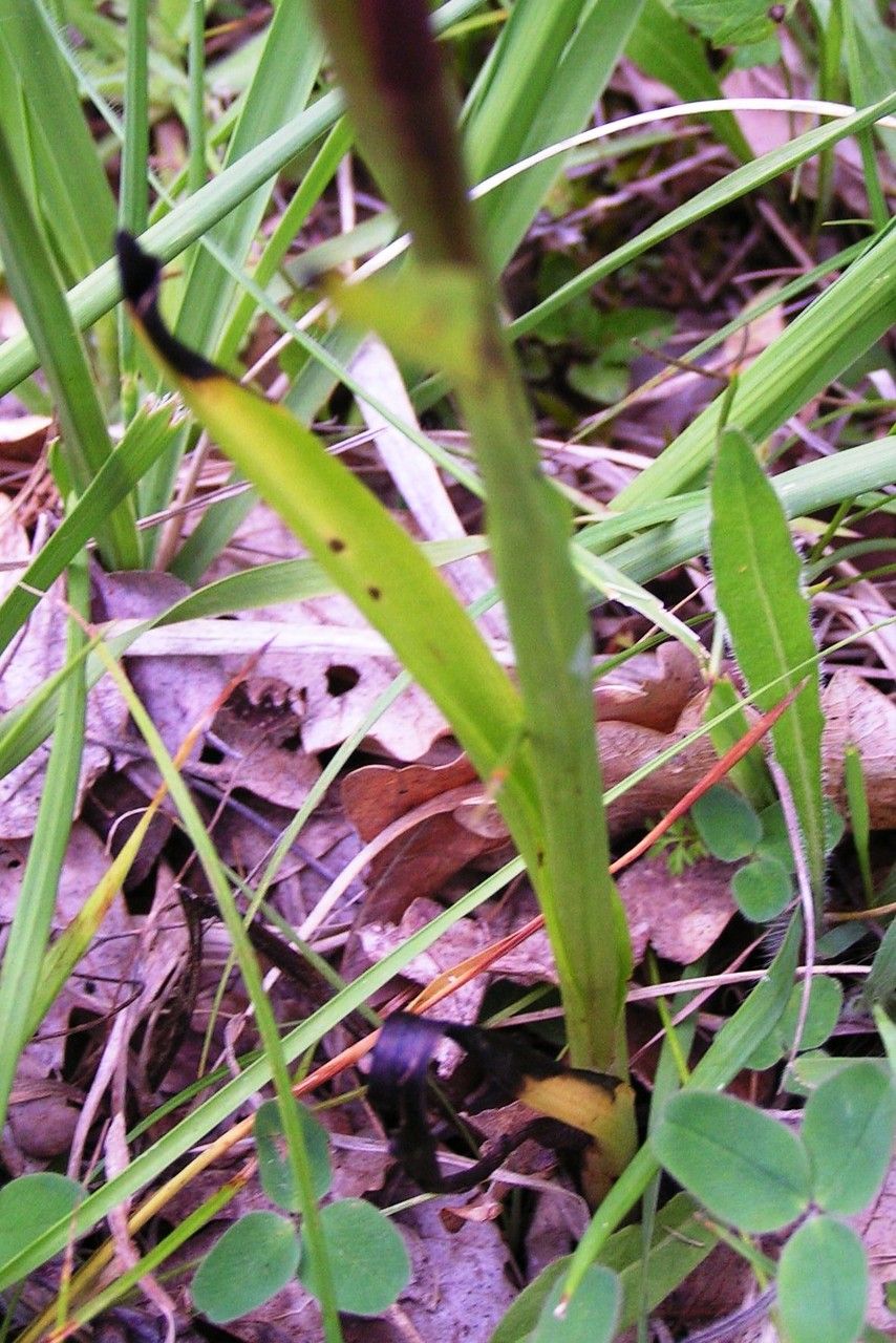 Serapias vomeracea — houseplant care guide