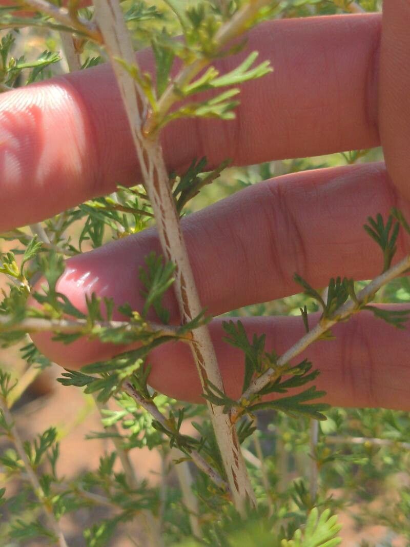 Fallugia paradoxa bark