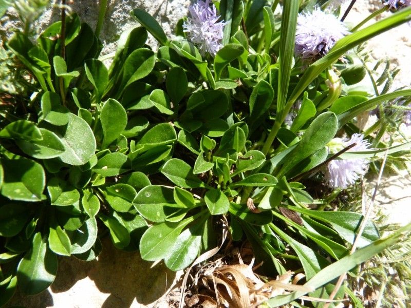Globularia fuxeensis habit