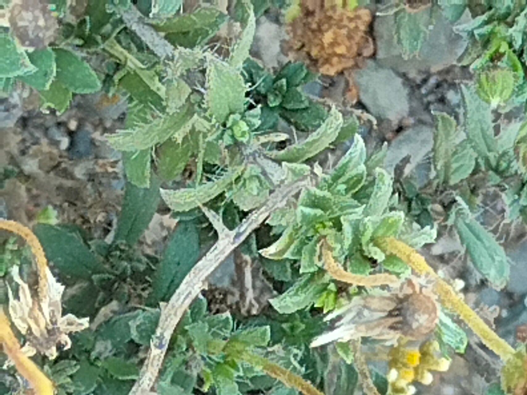 Felicia amoena — related species from the same genus