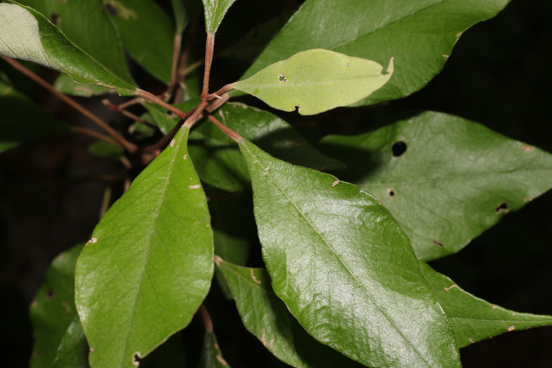 Quadrella morenoi leaf