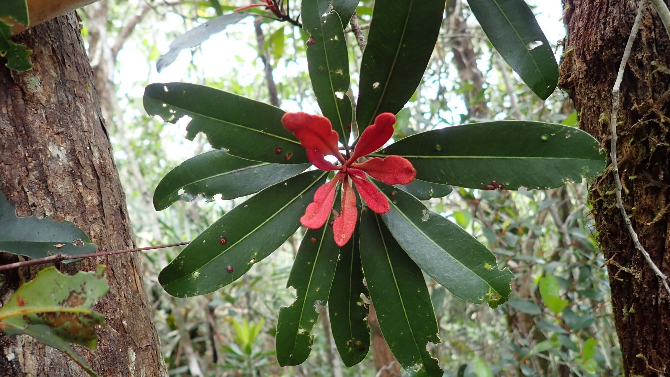 Pycnandra glabella leaf