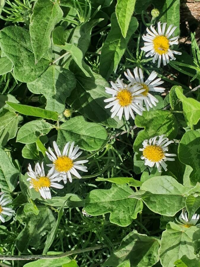 Anthemis tigreensis flower