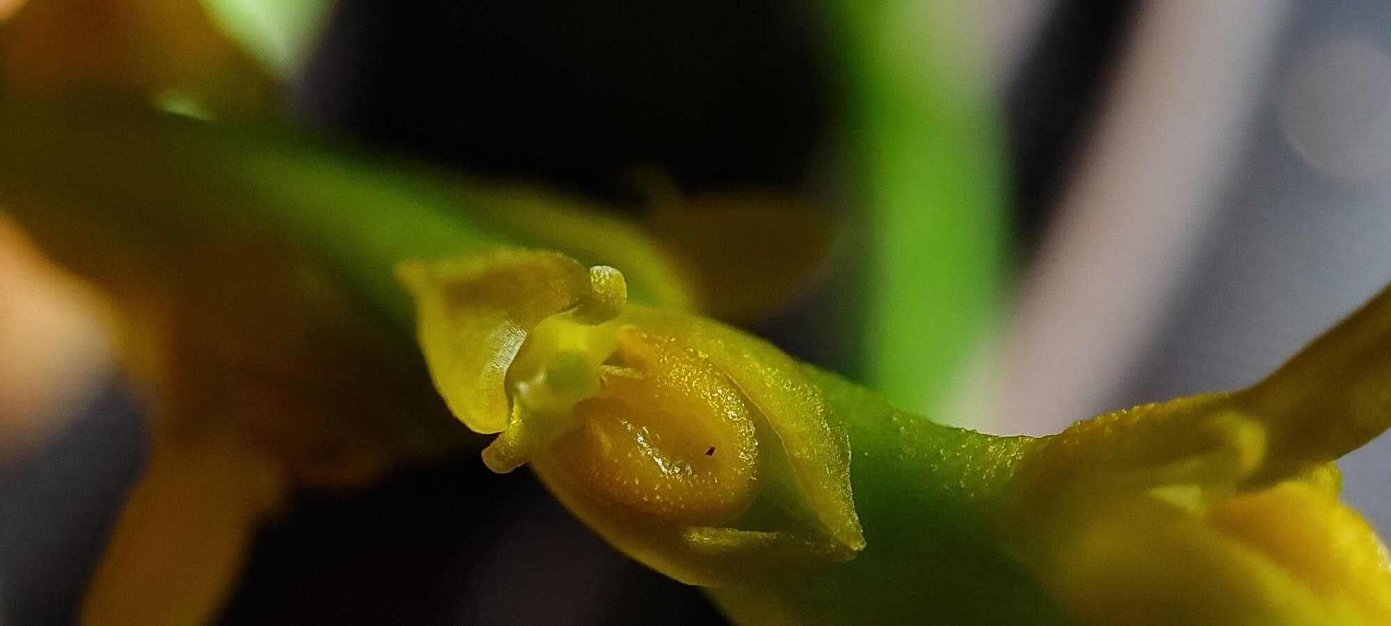 Bulbophyllum coccinatum flower