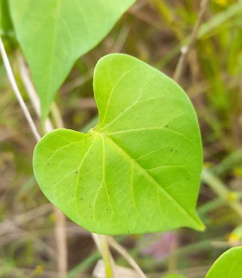 Ipomoea marginisepala — houseplant care guide