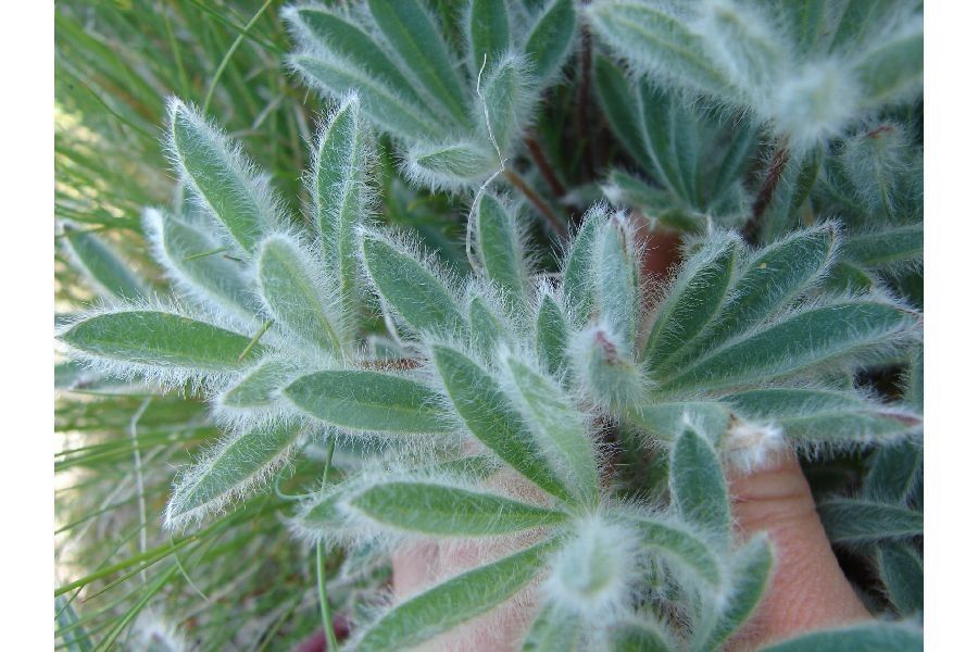 Lupinus pusillus leaf