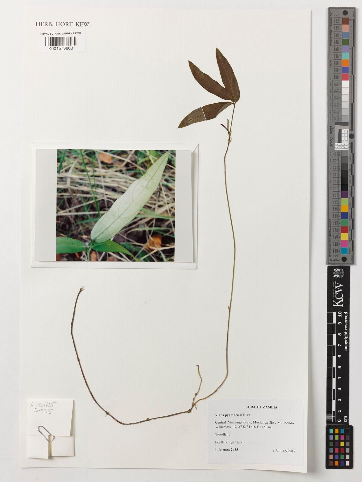 Vigna pygmaea — search result for 'Vigna'