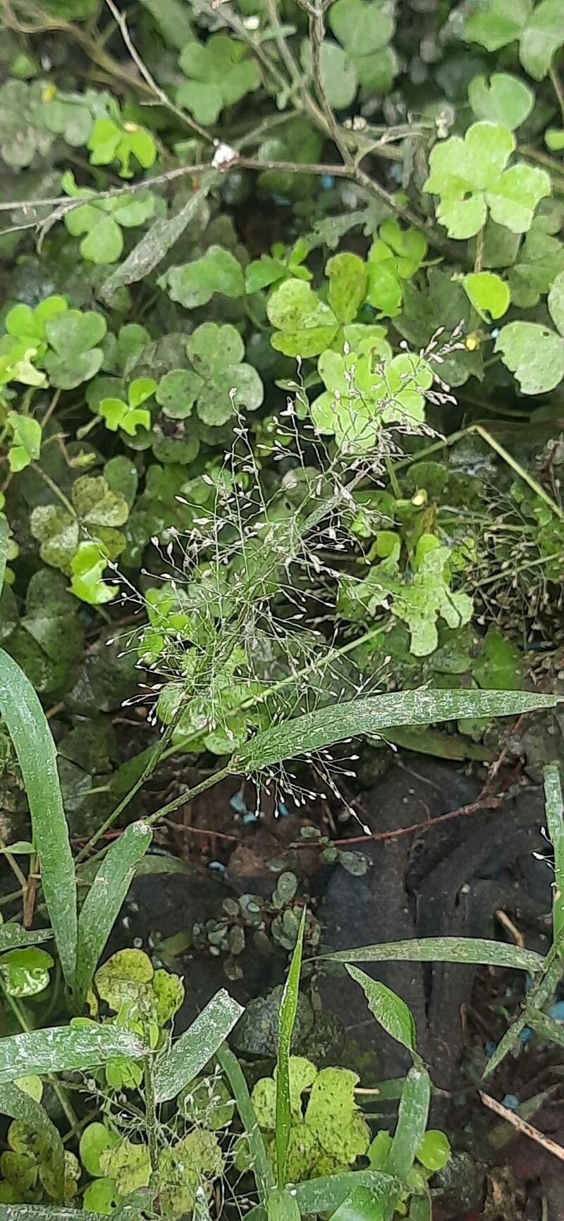 Panicum trichoides fruit
